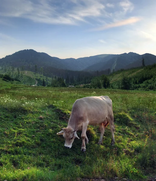 Otlayan inek — Stok fotoğraf