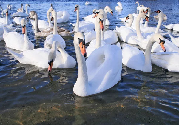 Flight of white swans — Stock Photo, Image