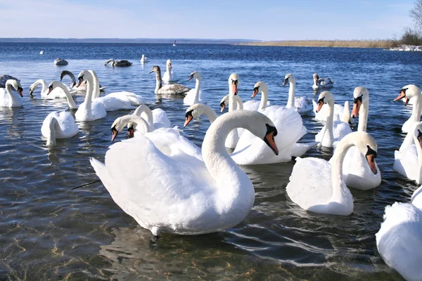 The flight of white swans — Stock Photo, Image