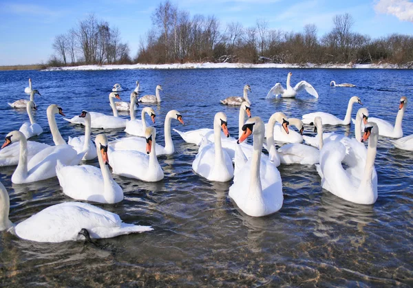 Flight Of White Swans — Stock Photo, Image