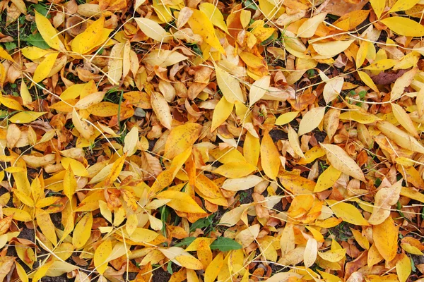 stock image Autumn Leaves