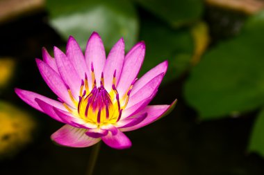 pembe lotus