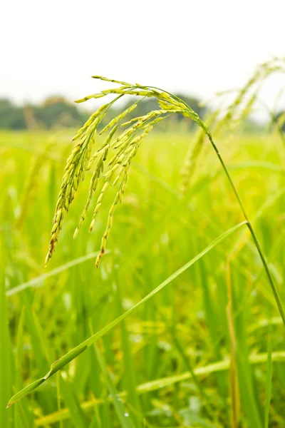 De rijst veld — Stockfoto