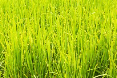 Paddy field clipart