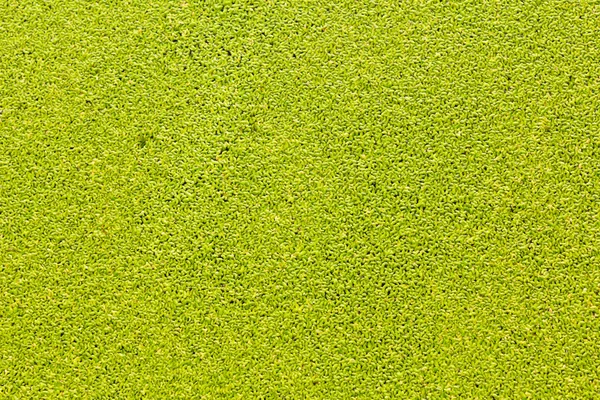 Textuur van water plant — Stockfoto