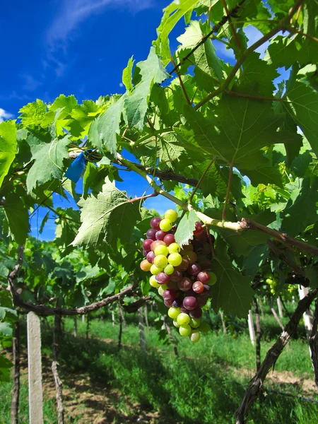 stock image The Grape Farm