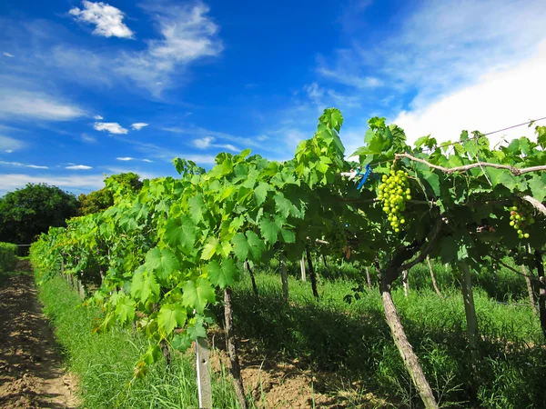 stock image The Grape Farm