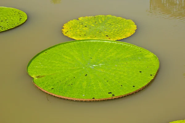 La feuille de lotus — Photo