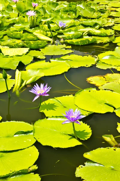 De Violette lotus — Stockfoto