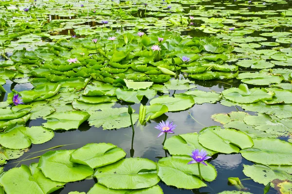 The lotus pool — Stock Photo, Image