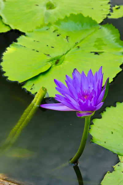 A lila lotus — Stock Fotó