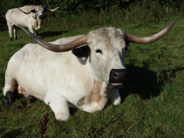 Cadzow cattle clipart