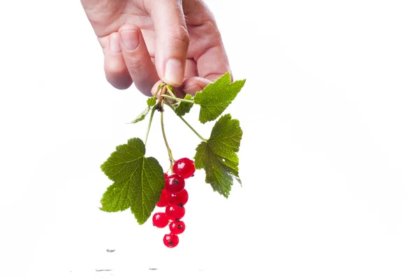 Woman hold the currant branch — Stock Photo, Image