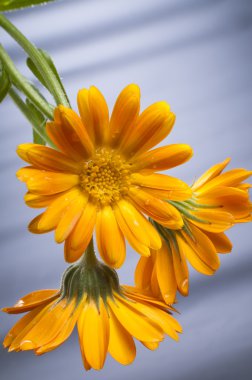 Sunny calendula clipart