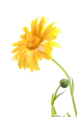 güneşli calendula beyaz