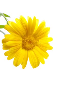 güneşli calendula beyaz