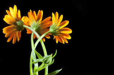 güneşli calendula siyah