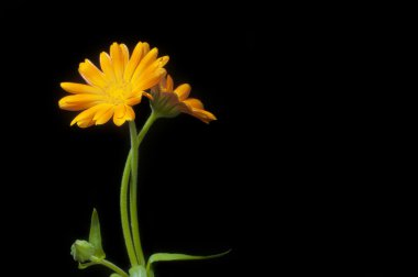 güneşli calendula siyah