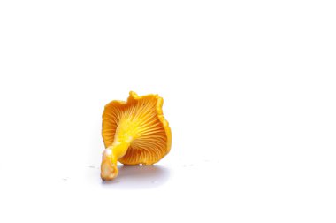 izole sarı Cantharellus cibarius