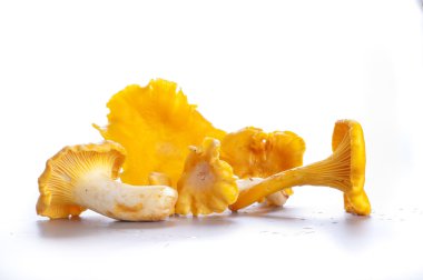 izole sarı Cantharellus cibarius