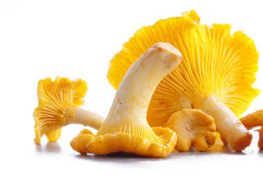 Isolated yellow chanterelle clipart