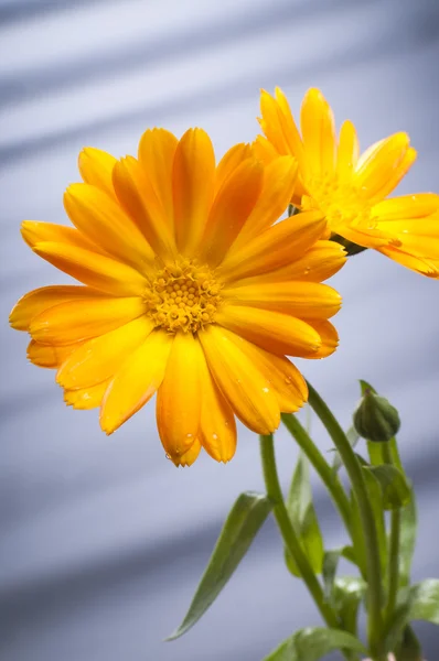 Sonnige Ringelblume — Stockfoto
