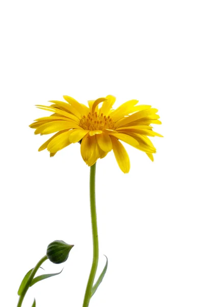 stock image Sunny calendula on the white