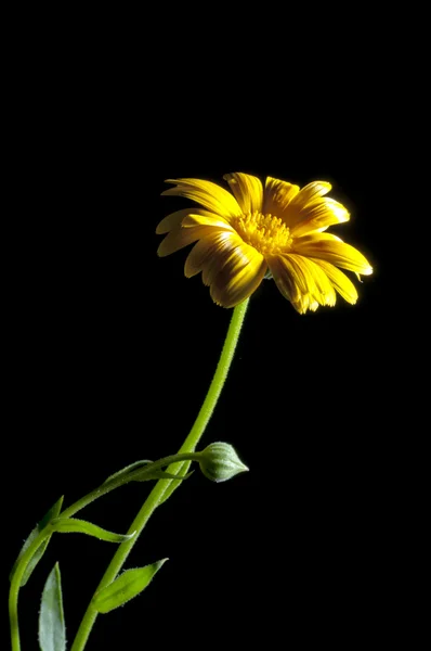 Stock image Sunny calendula on the black