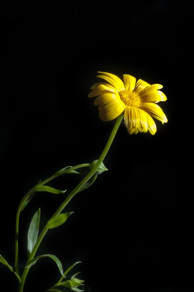 Calêndula ensolarada no preto — Fotografia de Stock