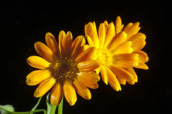 Sonnige Ringelblume auf der schwarzen — Stockfoto