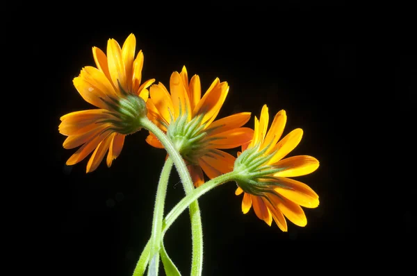 stock image Sunny calendula on the black