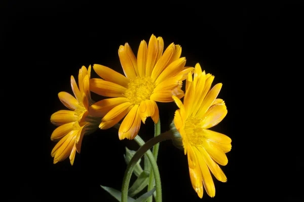 Sonnige Ringelblume auf der schwarzen — Stockfoto