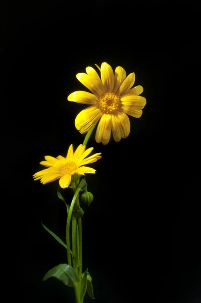 stock image Sunny calendula on the black