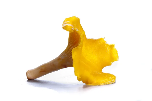 Na białym tle żółty Pieprznik jadalny — Zdjęcie stockowe