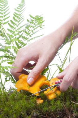 Woman picking the chanterelle clipart