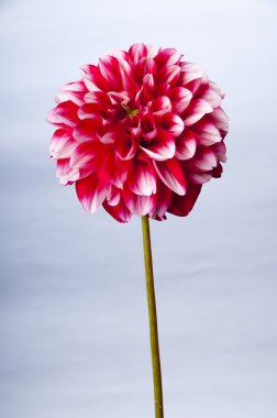 Posh rengarenk dahlia