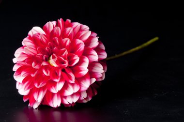 Posh rengarenk dahlia