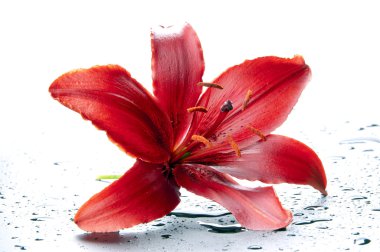 Magnificent red lily clipart