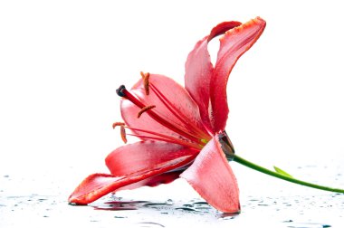 Görkemli kırmızı lily