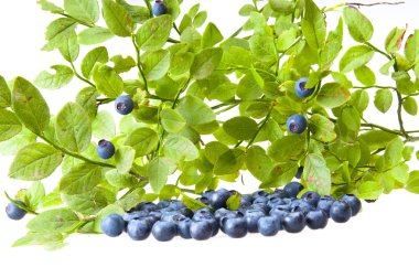 bilberries ve bilberry bush Şubesi