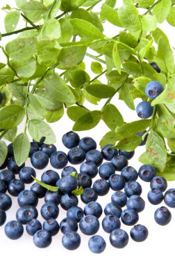 bilberries ve bilberry bush Şubesi