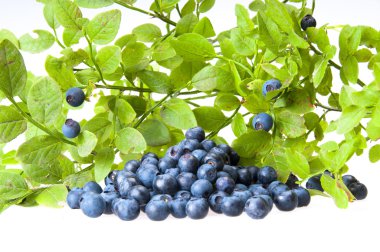 Bilberries and the branch of an bilberry bush clipart