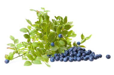 bilberries ve bilberry bush Şubesi