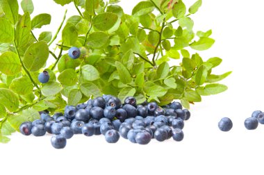 bilberries ve bilberry bush Şubesi