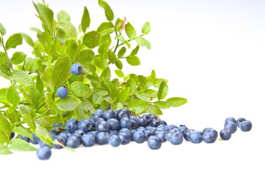 bilberries ve bilberry bush Şubesi