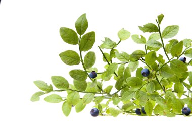 bilberries ve bilberry bush Şubesi