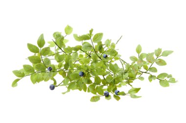 Bilberries and the branch of an bilberry bush clipart