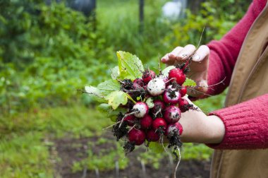 Fresh radish in the woman's hands clipart