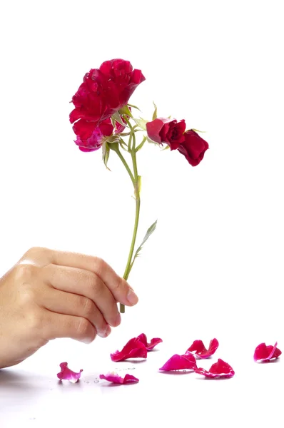 Branch of garden roses in the woman's hand — Stock Photo, Image