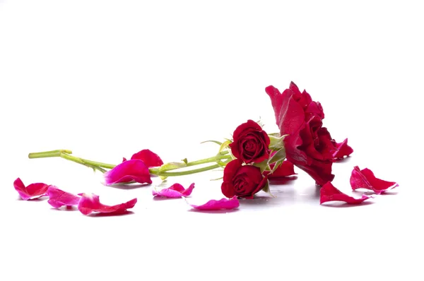 Little garden roses on the branch — Stock Photo, Image